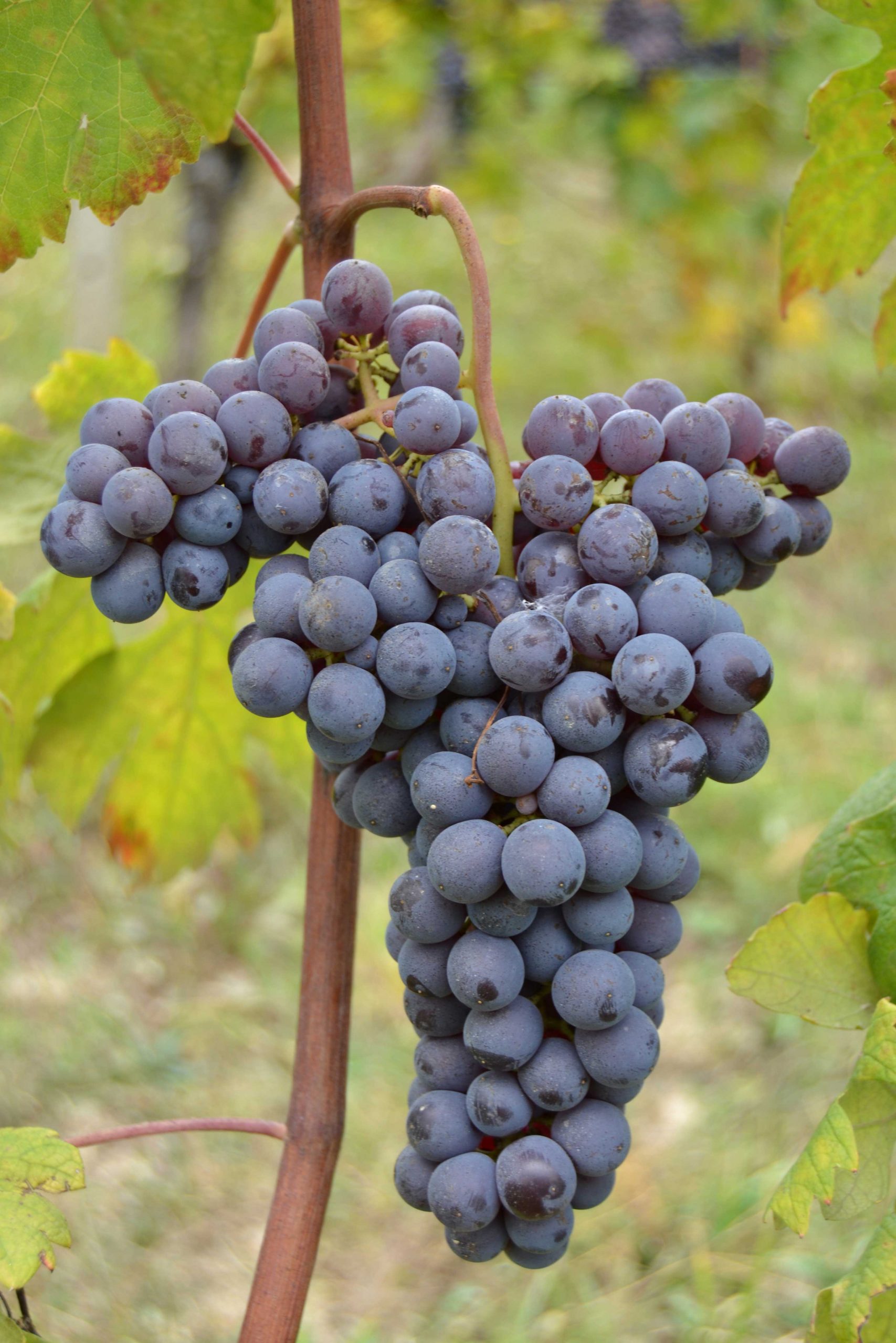 Italy’s Noble Nebbiolo Grape | Empson & Co.