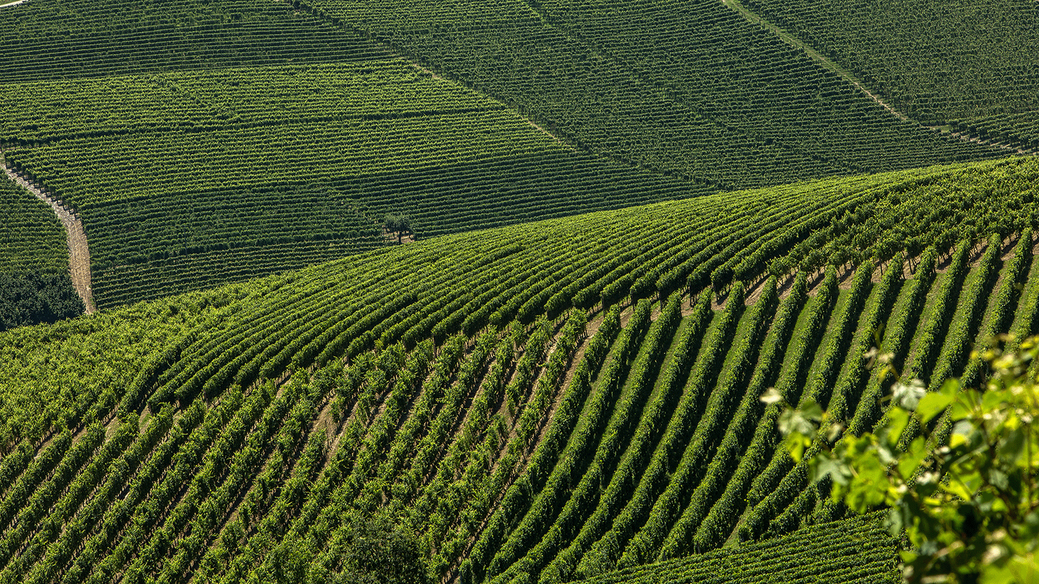 Marcarini Tradition and Terroir in Three Barolos Empson Co